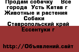 Продам собачку  - Все города, Усть-Катав г. Животные и растения » Собаки   . Ставропольский край,Ессентуки г.